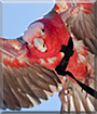 Rosie the Galah Cockatoo