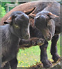 Huckleberry, Banjo the Nigerian Dwarf Goats