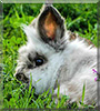 Squeegie the Lionhead rabbit
