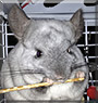 Luna the Chinchilla