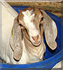 Zazou the Boer mix