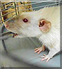 Dumbledore the Siamese Point Rat