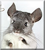 Aquarelle the White Ebony Chinchilla