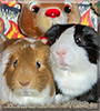 Alvin, Simon the Guinea Pigs