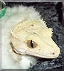 Daisy the Crested Gecko