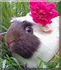 Angel the Guinea Pig