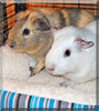 Amy, Bambi the Guinea Pig