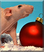 Móó Shó the Hairless Dumbo Rat