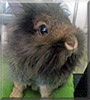 Lille the Lionhead Rabbit