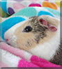 Kiwi the Guinea Pig