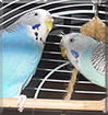 Tommy, Lucky the Budgies