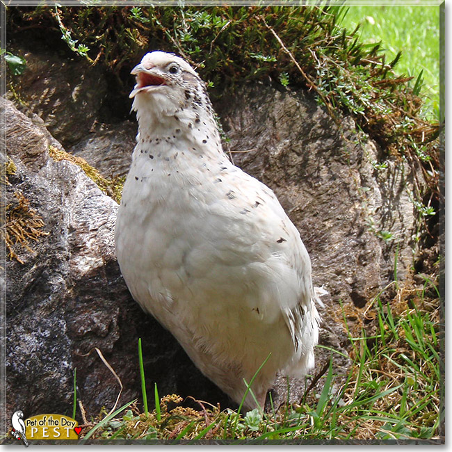 Pest, the Pet of the Day Pest, the Pet of the Day