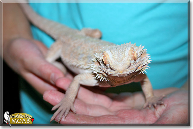 Moab, the Pet of the Day Moab, the Pet of the Day