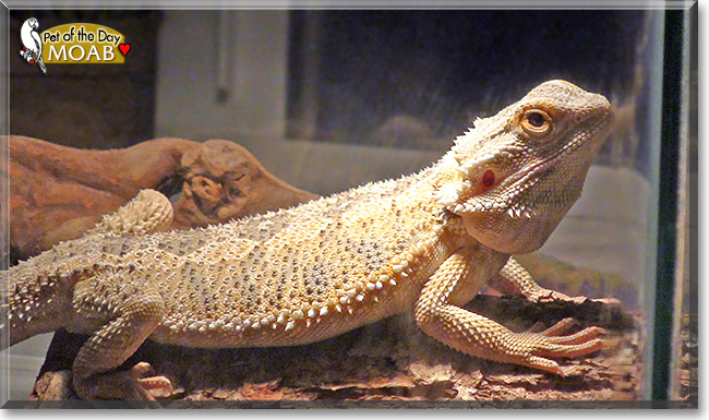 Moab, the Pet of the Day Moab, the Pet of the Day