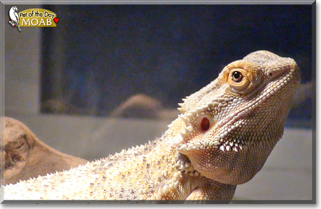 Moab, the Pet of the Day Moab, the Pet of the Day