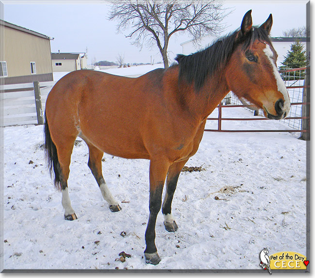 CeCe, the Pet of the Day CeCe, the Pet of the Day