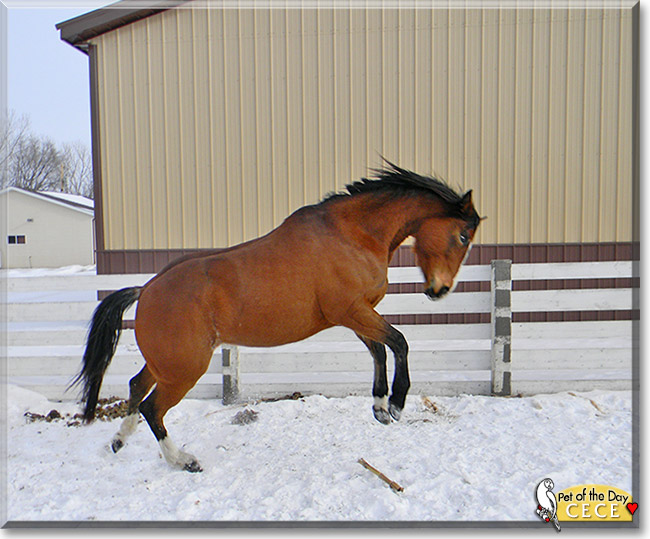 CeCe, the Pet of the Day CeCe, the Pet of the Day