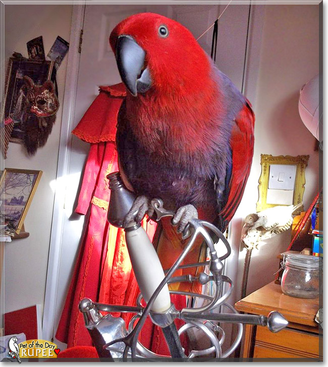 Rupee, the Pet of the Day Rupee, the Pet of the Day