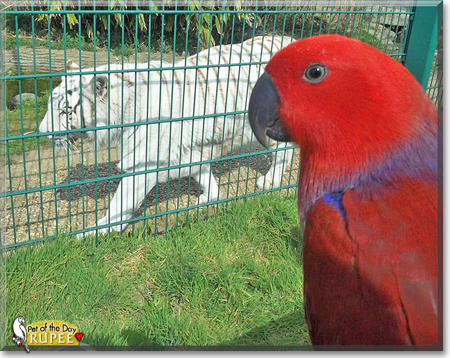 Rupee, the Pet of the Day Rupee, the Pet of the Day