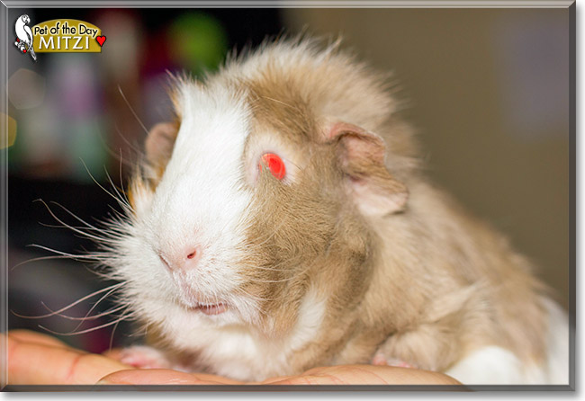 Mitzi, the Pet of the Day Mitzi, the Pet of the Day