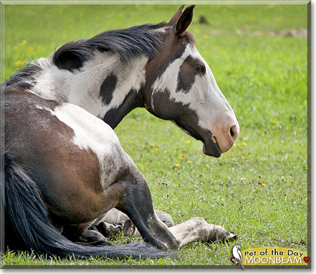 Moonbeam, the Pet of the Day Moonbeam, the Pet of the Day