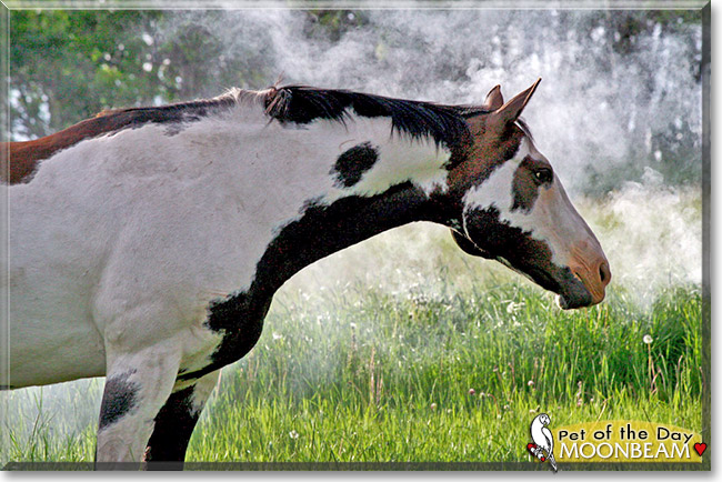 Moonbeam, the Pet of the Day Moonbeam, the Pet of the Day