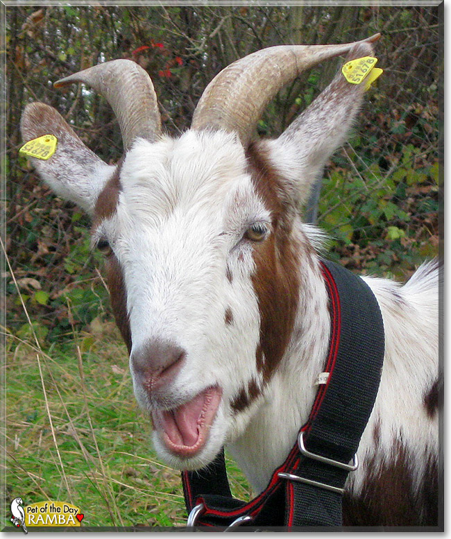 Ramba, the Pet of the Day Ramba, the Pet of the Day