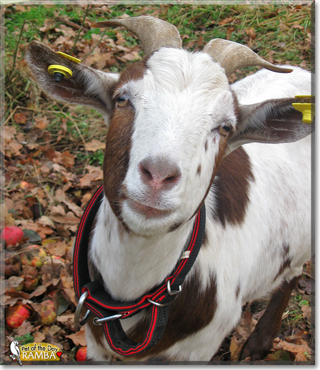 Ramba, the Pet of the Day Ramba, the Pet of the Day