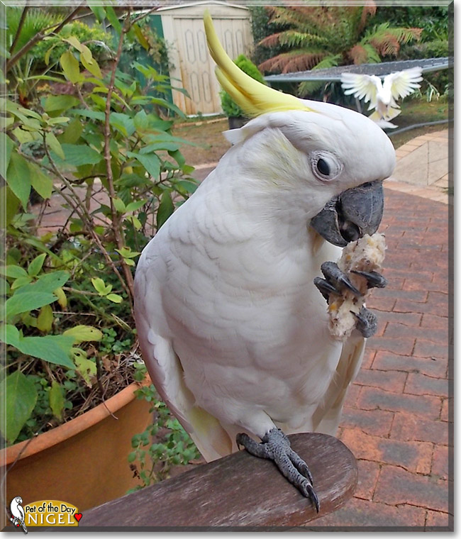 sulphur crested cockatoo as pets sulphur crested cockatoo as pets