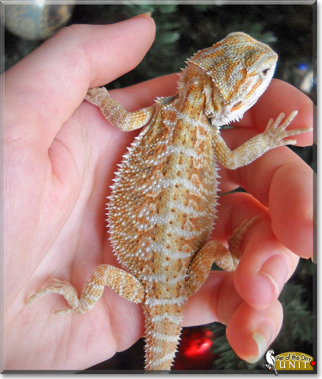Unit, the Pet of the Day Unit, the Pet of the Day