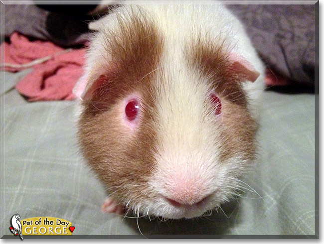 George, the Pet of the Day George, the Pet of the Day