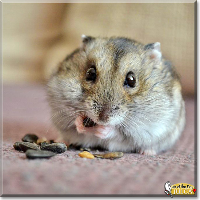 Julča, the Pet of the Day