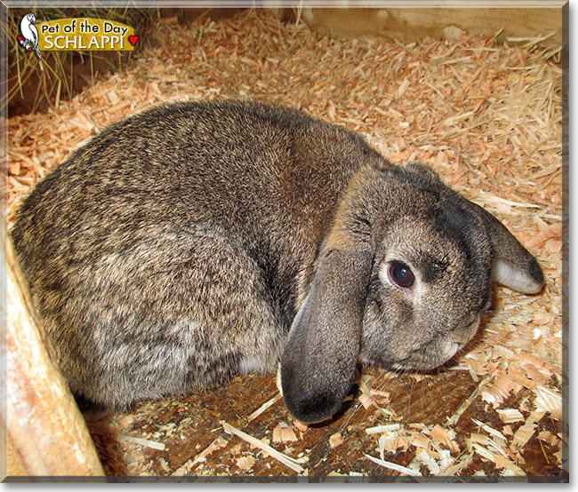Schlappi, the Pet of the Day