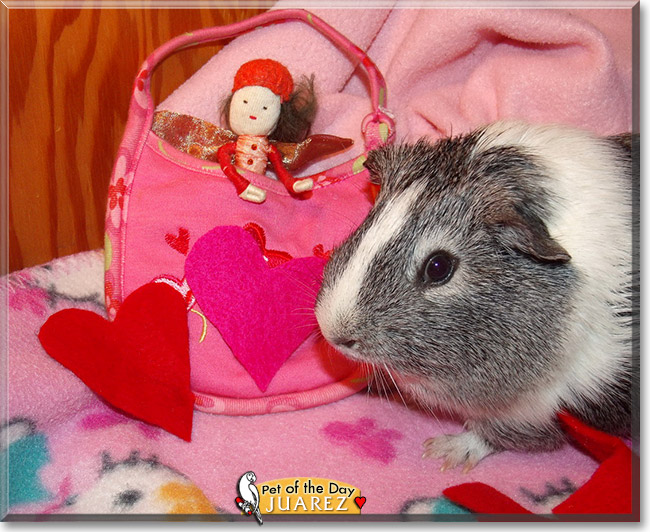 Juarez, the Pet of the Day Juarez, the Pet of the Day