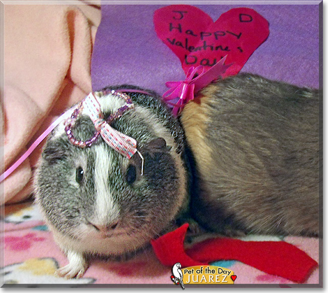 Juarez, the Pet of the Day Juarez, the Pet of the Day
