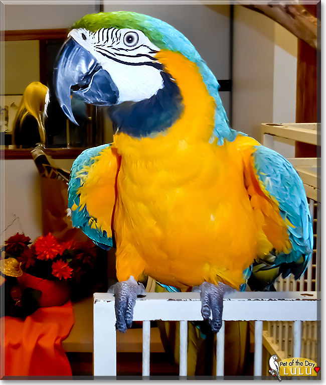 Lulu, the Pet of the Day Lulu, the Pet of the Day