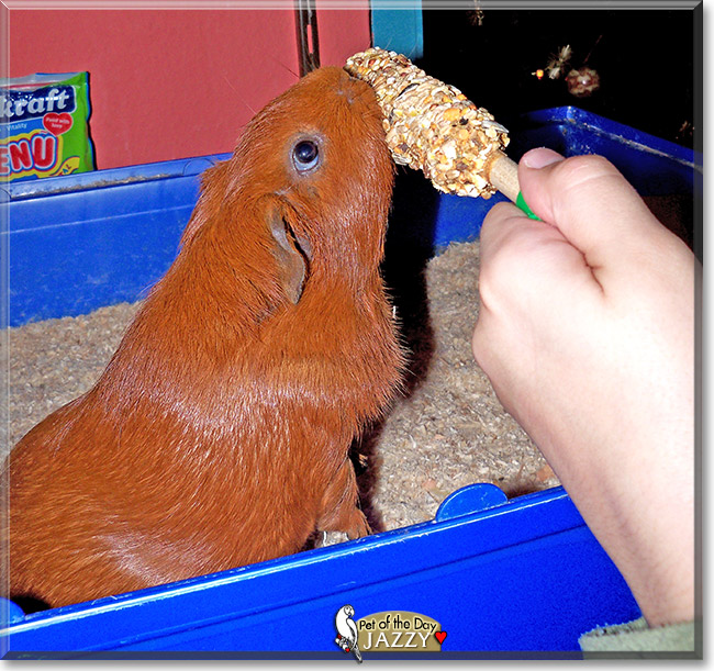 Jazzy, the Pet of the Day Jazzy, the Pet of the Day