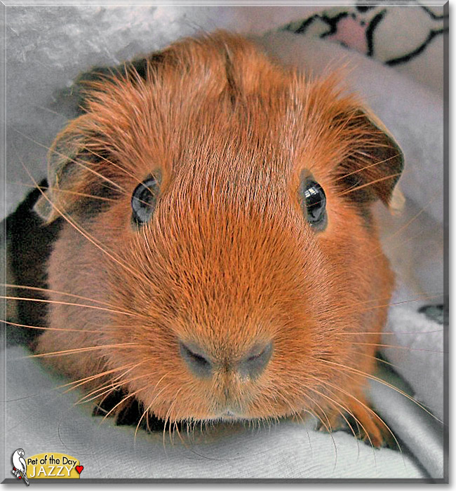 Jazzy, the Pet of the Day Jazzy, the Pet of the Day