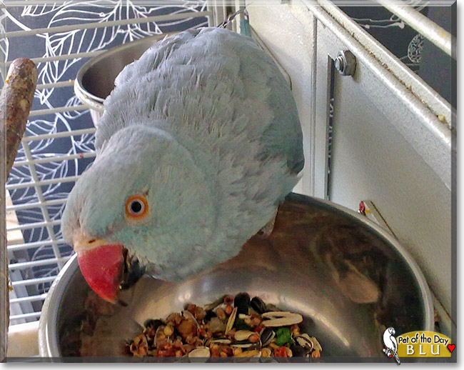Blu, the Pet of the Day Blu, the Pet of the Day