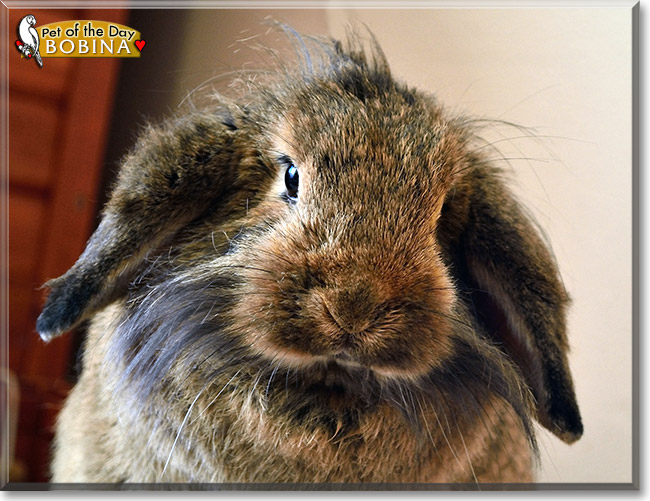 Bobina, the Pet of the Day Bobina, the Pet of the Day