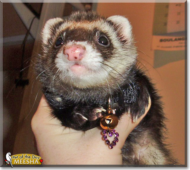 Meesha, the Pet of the Day