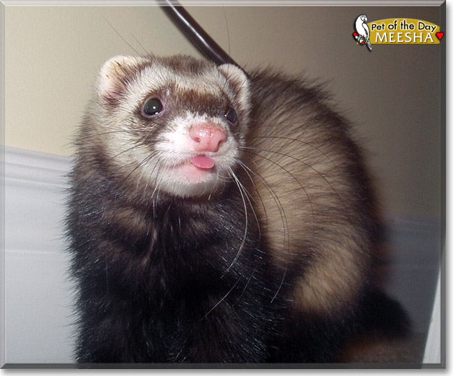 Meesha, the Pet of the Day Meesha, the Pet of the Day