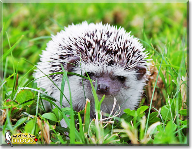 Drogo, the Pet of the Day Drogo, the Pet of the Day