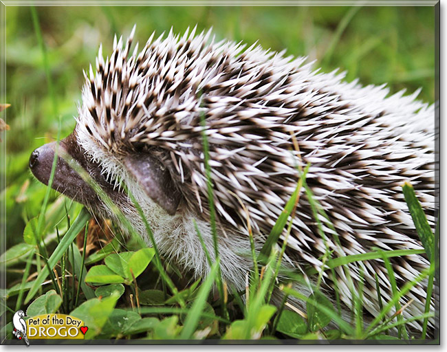 Drogo, the Pet of the Day Drogo, the Pet of the Day