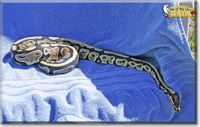 Gaia, the Pet of the Day Gaia, the Pet of the Day