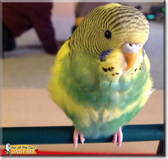 Daisy-Bee, the Pet of the Day