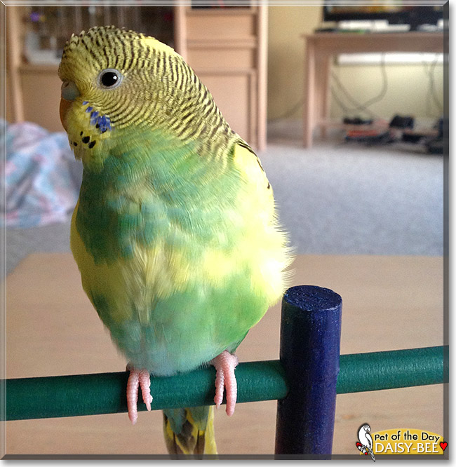 Daisy-Bee, the Pet of the Day