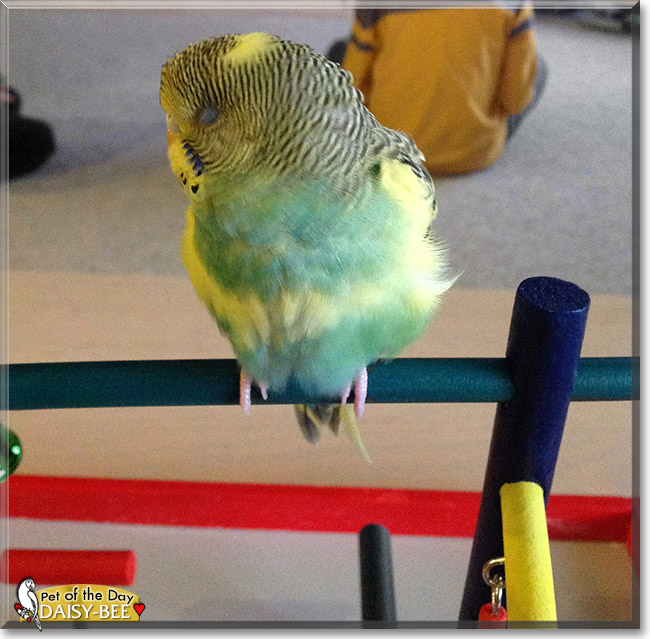 Daisy-Bee, the Pet of the Day