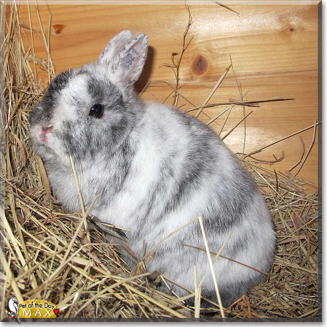 Max, the Pet of the Day