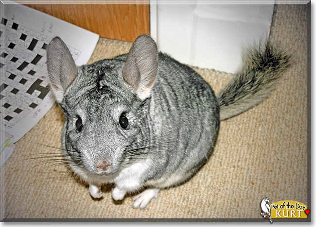 Kurt, the Pet of the Day Kurt, the Pet of the Day